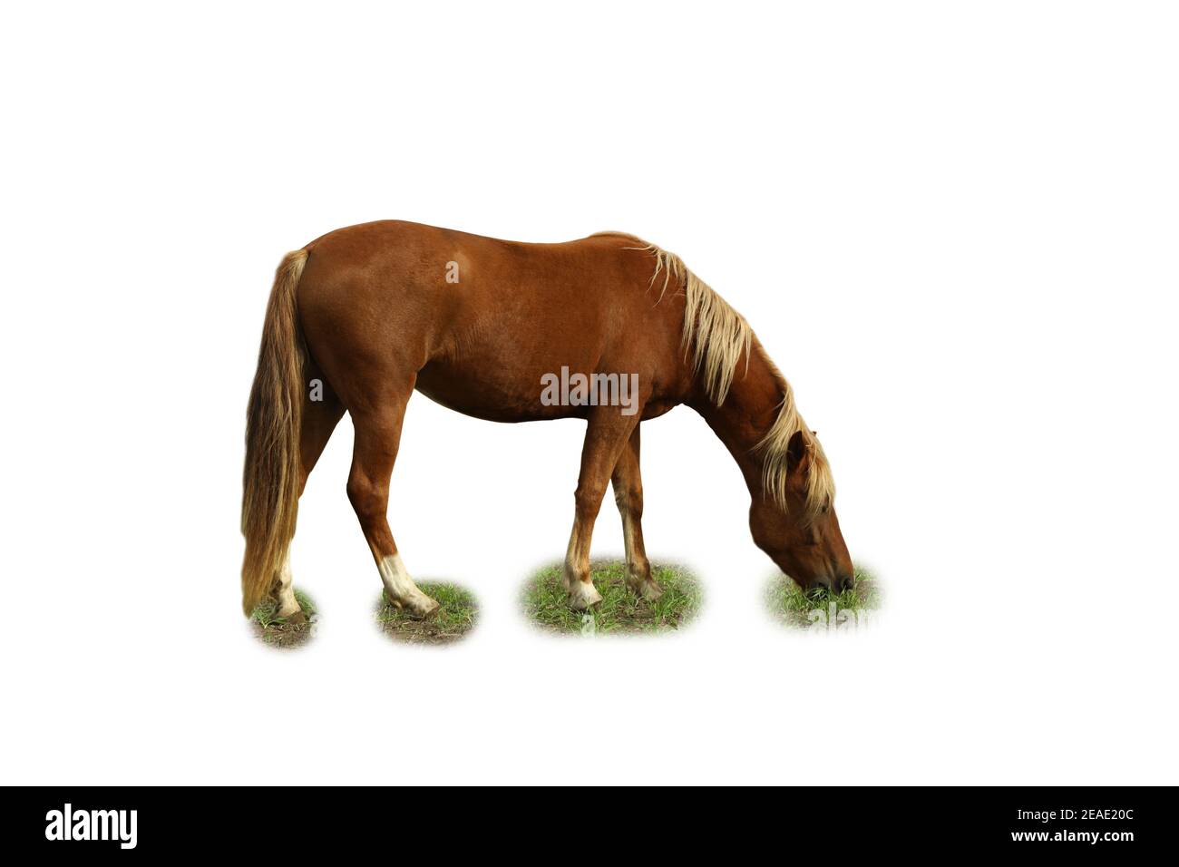 Cavallo pascolo nel campo verde al mattino Foto Stock