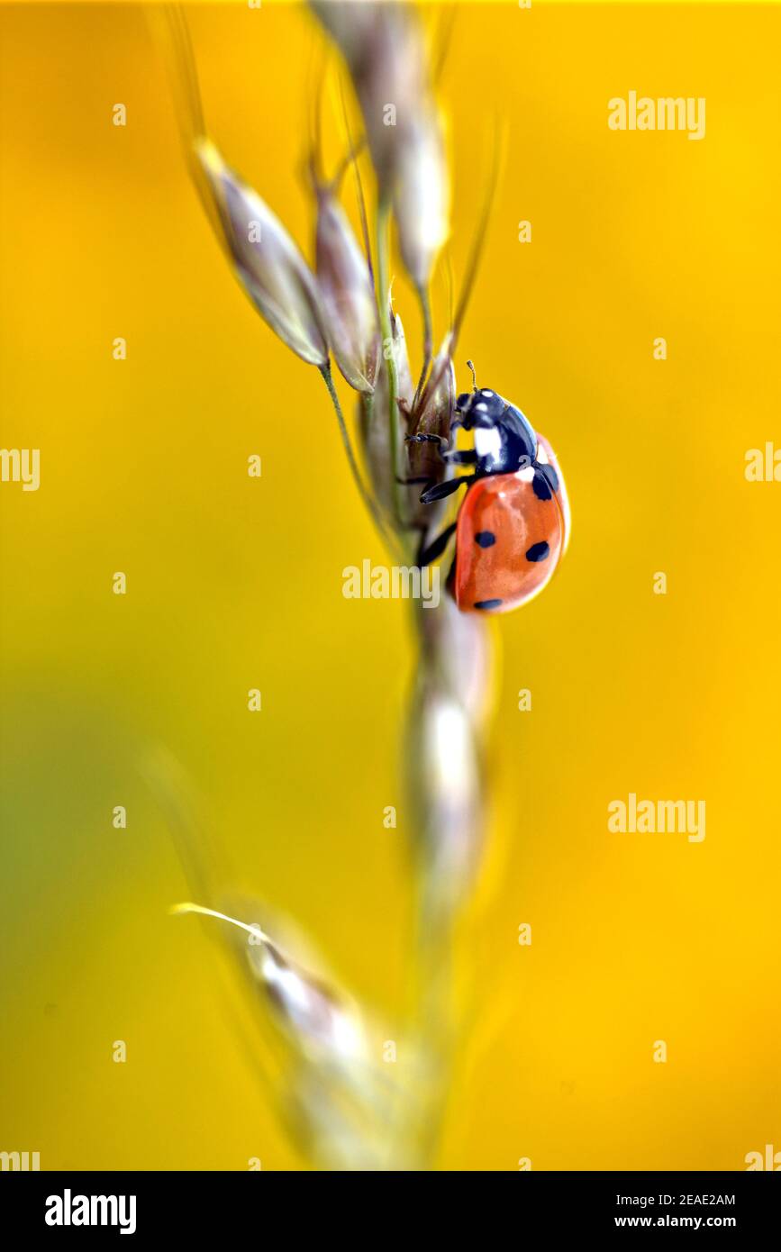 Macro di sette macchie ladybug (Coccinella septempunctata) sul gambo su sfondo giallo Foto Stock