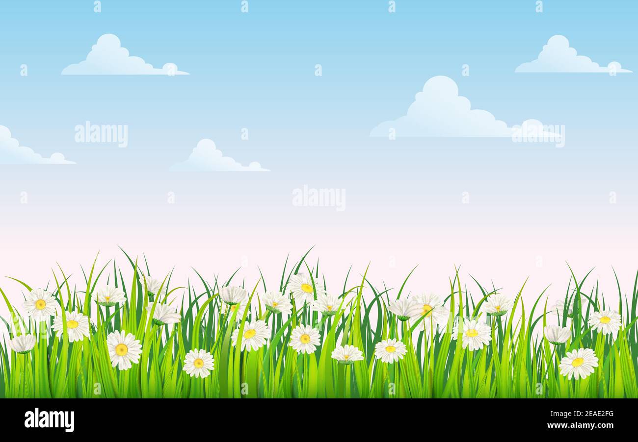 Campo primaverile di fiori di margherite, camomilla e verde erba succosa, prato, cielo blu, nuvole bianche. Vettore, illustrazione, isolato, modello, banner Illustrazione Vettoriale