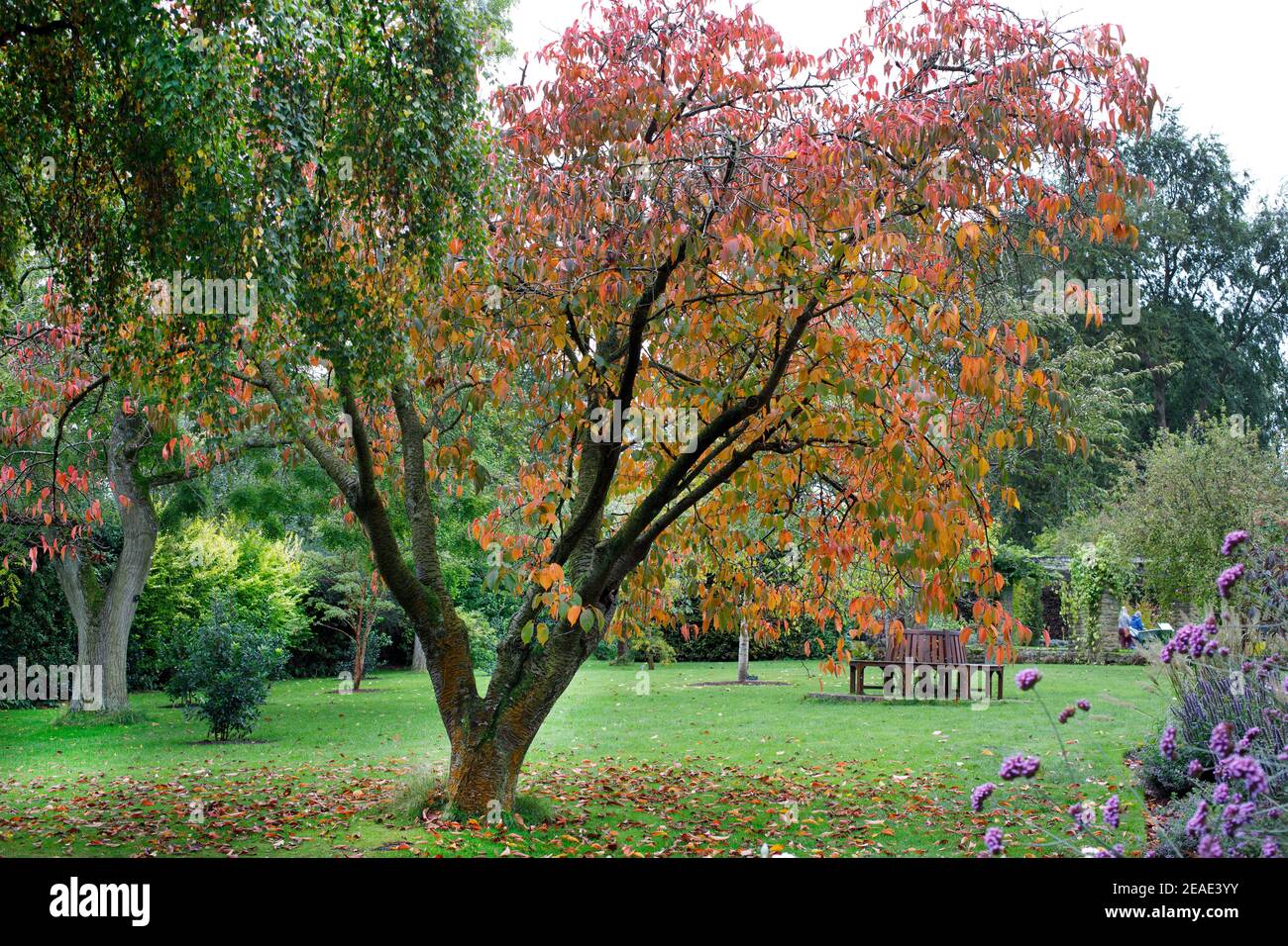 Prunus sargentii al Giardino Botanico di Winterbourne, ottobre Foto Stock