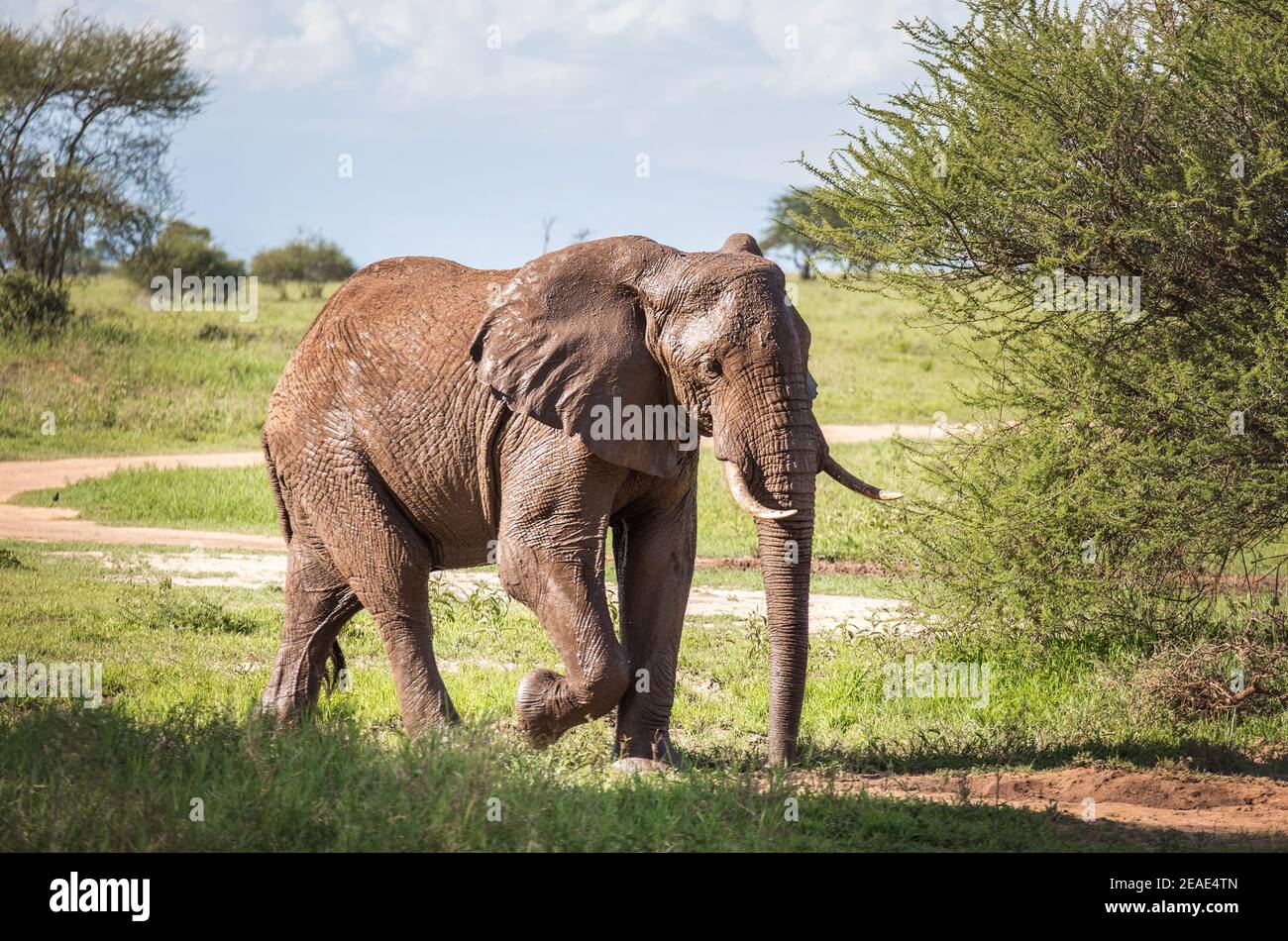 Ritratto di elefante nel giovane cespuglio solitario nel Parco Nazionale del Tarangire, Tanzania. Elefante savana africano - il più grande animale terrestre vivente. Animale Foto Stock