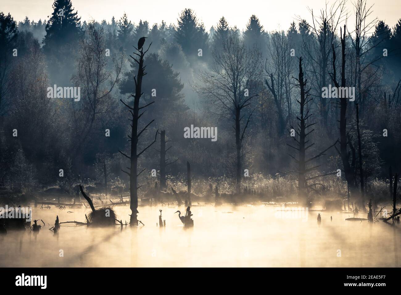 Mattina d'autunno foggy a Schwenninger Moos nella foresta nera in germania Foto Stock