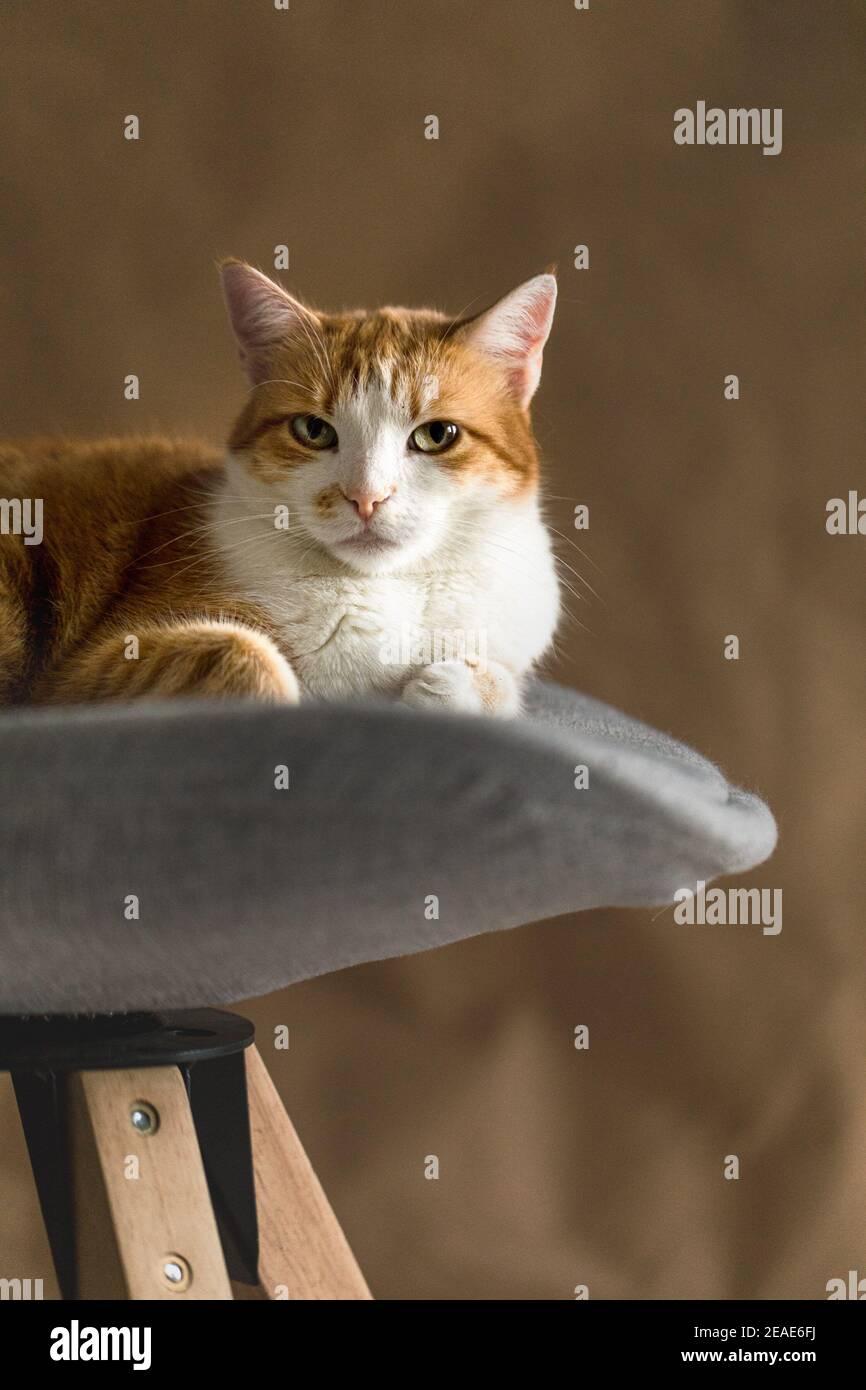 Gatto rosso Foto Stock