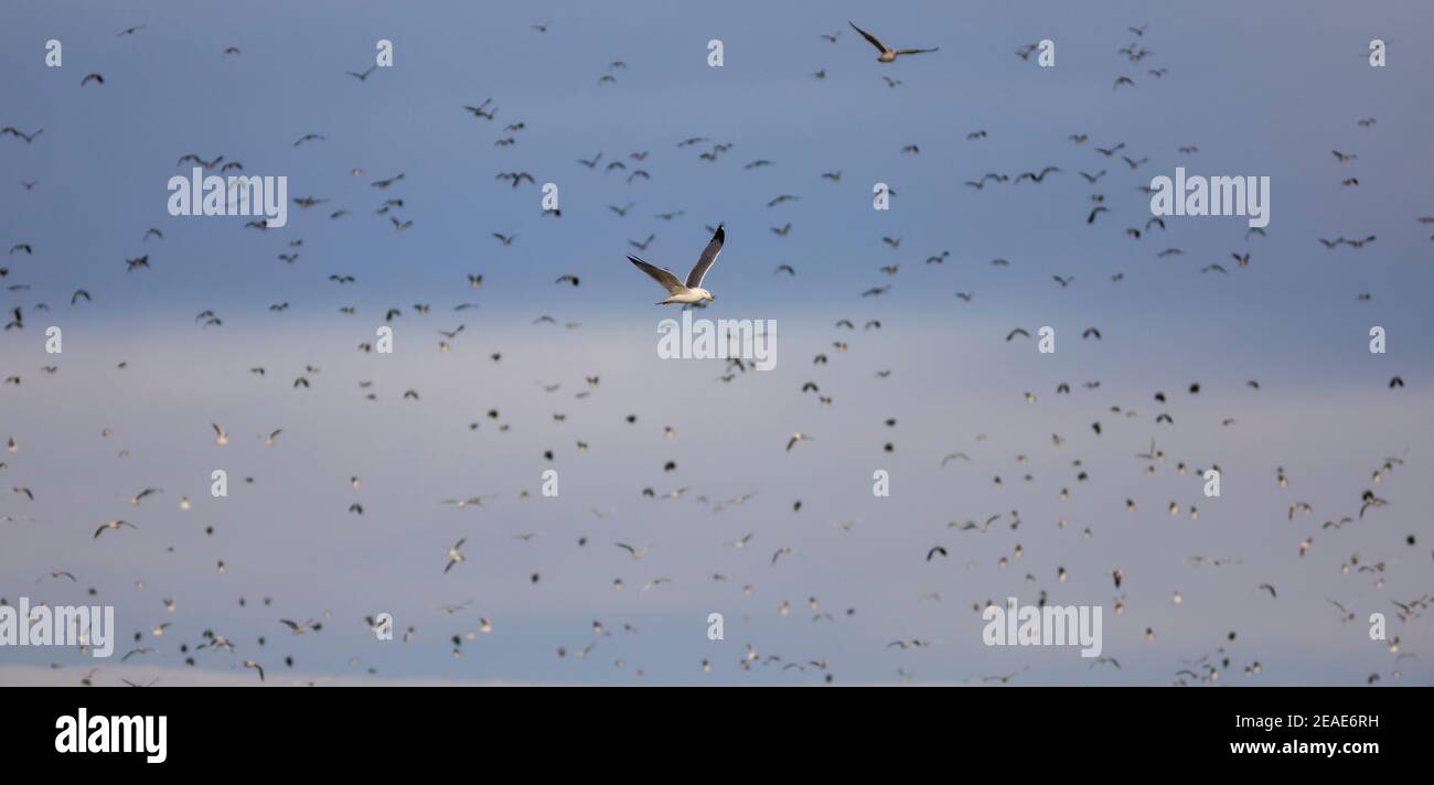 GABBIANO CON ZAMPE GIALLE (LARUS MICHAHELLIS) Volo di fronte a un Northern laping (Vanellus vanellus) gaggle in volo Foto Stock