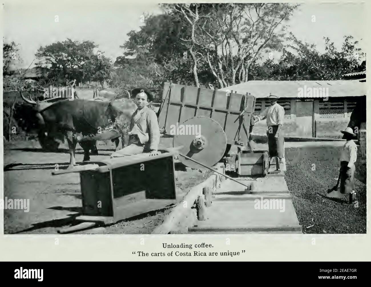 Scarico del caffè - Costa Rica primi del 1900 Foto Stock