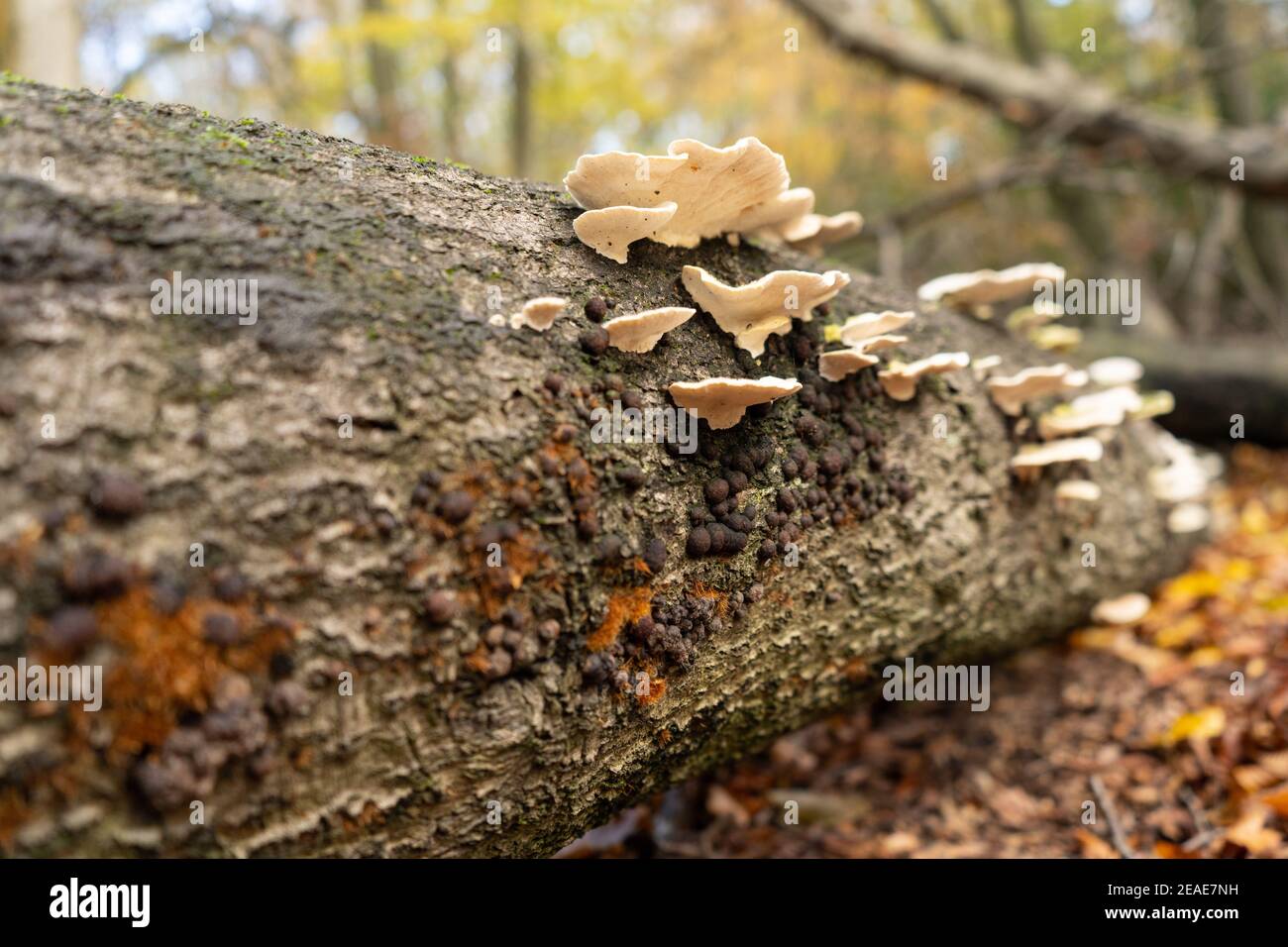 Polypores su tronco di albero caduto in terreno boscoso in autunno, con alberi sullo sfondo e oro arancio e foglie marrone sul pavimento della foresta Foto Stock