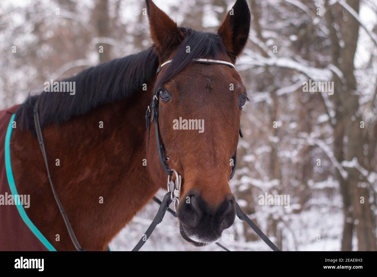 Ritratto invernale del magnifico cavallo bruno della baia di Thoroughbred. Banner. Stalla. Club di cavalli. Spazio di copia Foto Stock
