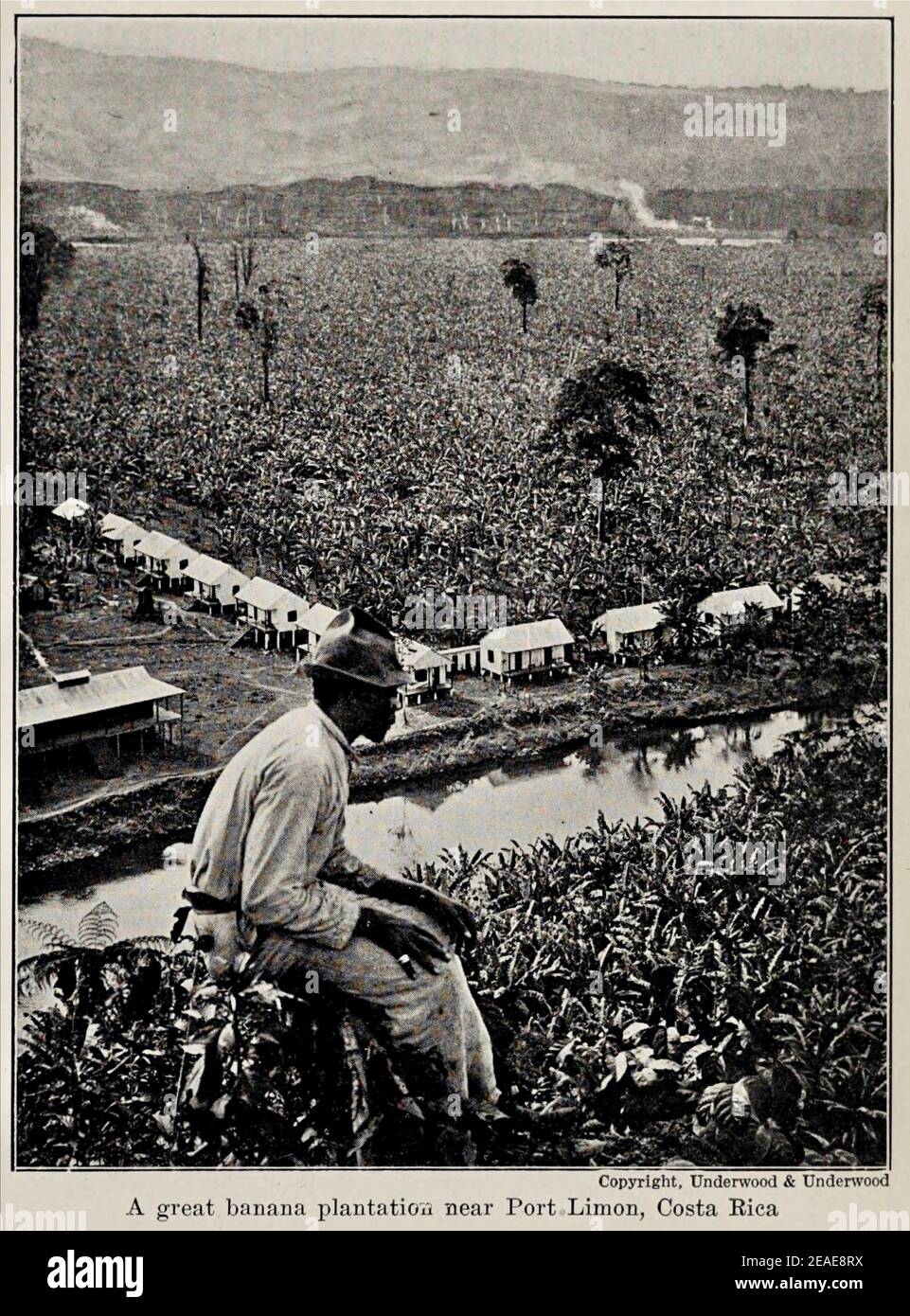 Fotografia d'epoca di una grande piantagione di banane vicino a Port Limon, Costa Rica. Foto Stock