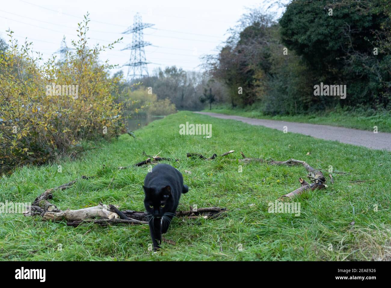 Un gatto di tuxedo bianco e nero che esce dal magico cerchio di boho fatto da rami sul pavimento d'erba, accanto al sentiero di giorno Foto Stock