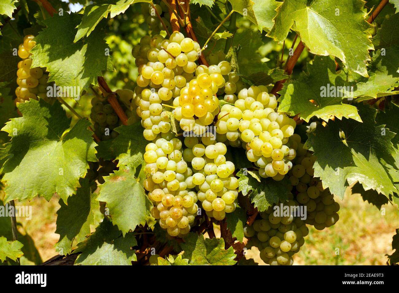 Vigneti ungheresi. Zona di Siklos. Bella raccolta nella vigna, enormi grappoli di frutta bianca sui cespugli. Foto Stock