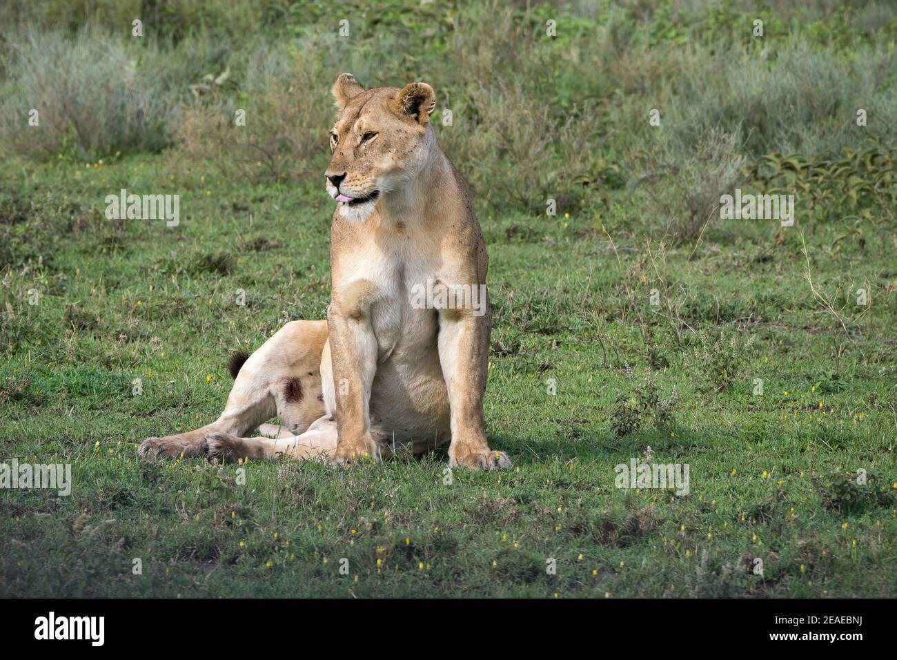 Una leonessa con una gamba ferita seduta sulle praterie dell'Africa. Foto Stock