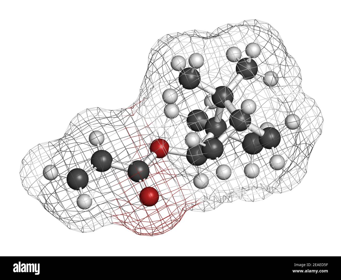 Molecola di isobornil acrilato. Rendering 3D. Gli atomi sono rappresentati  come sfere con codifica cromatica convenzionale: Idrogeno (bianco),  carbonio (grigio), ossigeno (r Foto stock - Alamy