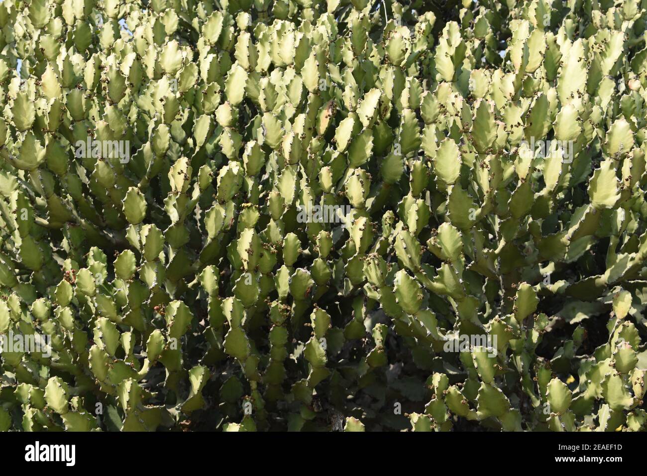 Primo piano delle filiali di Euphorbia Cooperi. Foto Stock