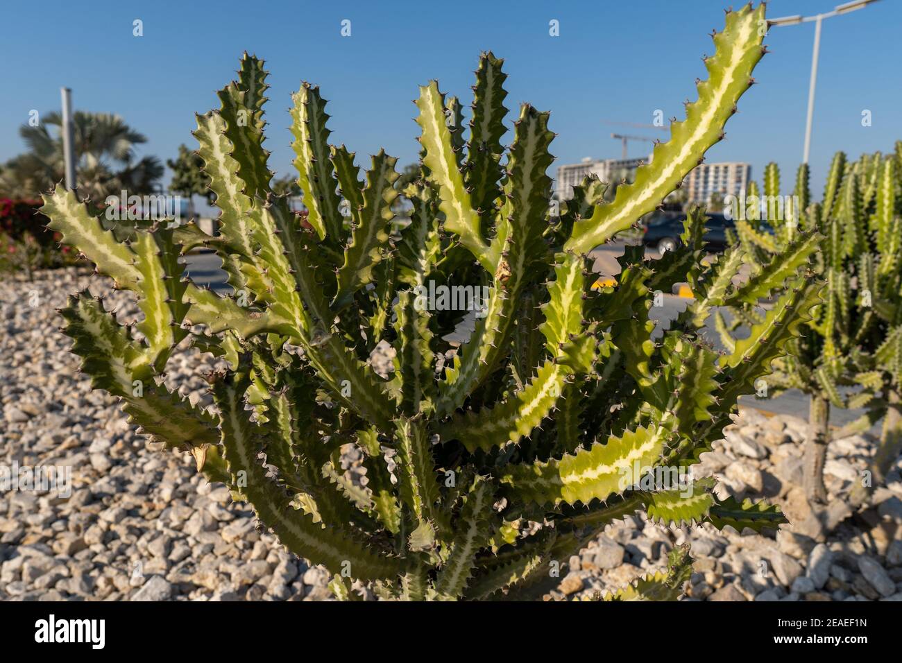 Cactus rami verdi spinosi in un cespuglio all'aperto nell'ambiente caldo. Foto Stock