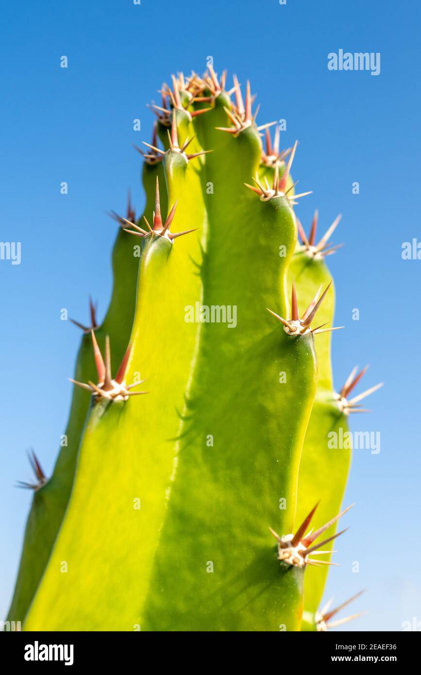Luminoso e vibrante primo piano di un ramo verde di Cactus spinoso con spazio copia cielo blu (verticale) Foto Stock