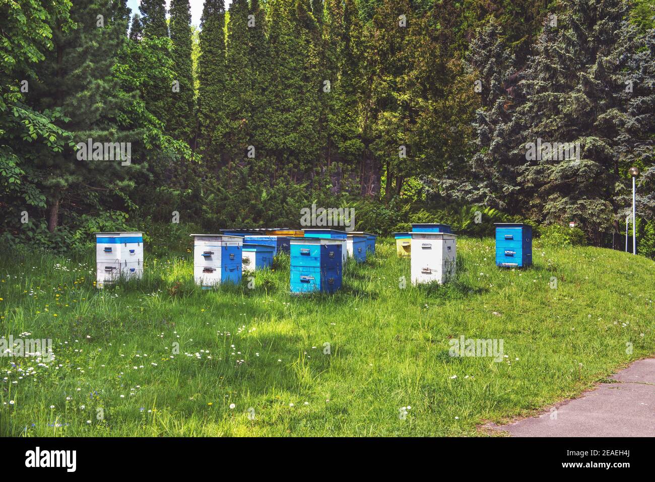 Apiary nel legno. Bei alveari sono esposti sul bordo della foresta in Mezhyhirya vicino Kiev. Foto Stock