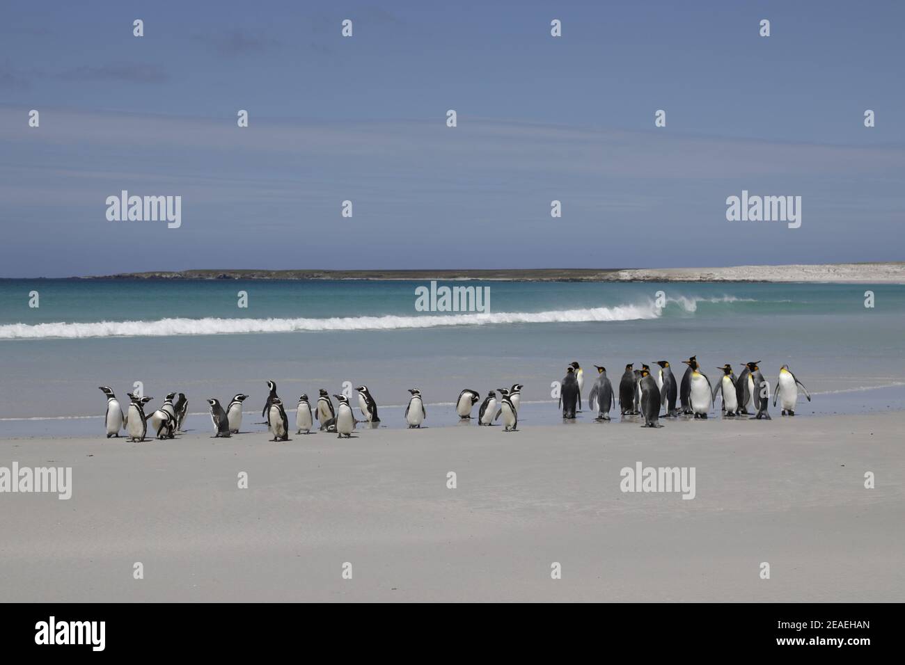 Re Pinguino, Atenodytes patagonicus, con i pinguini Magellanici sulla spiaggia Foto Stock