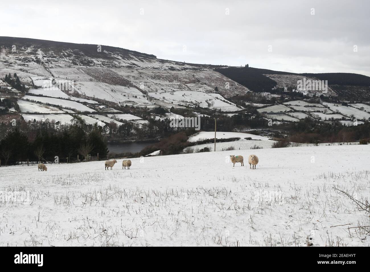 Pecore nella neve a Glenasmole, Co. Dublino, come Storm Darcy continua a portare ghiaccio, neve e venti freddi in Irlanda e nel Regno Unito. Data immagine: Martedì 9 febbraio 2021. Foto Stock