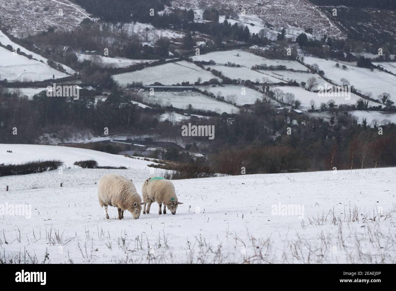 Pecore nella neve a Glenasmole, Co. Dublino, come Storm Darcy continua a portare ghiaccio, neve e venti freddi in Irlanda e nel Regno Unito. Data immagine: Martedì 9 febbraio 2021. Foto Stock