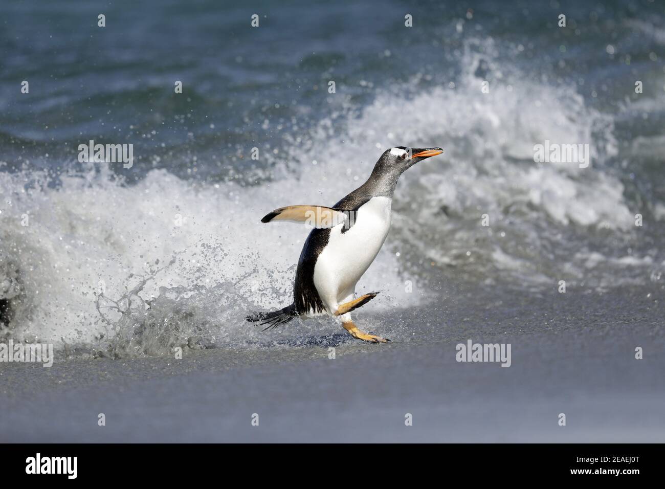 Gentoo Penguin Pygoscelis papua Foto Stock