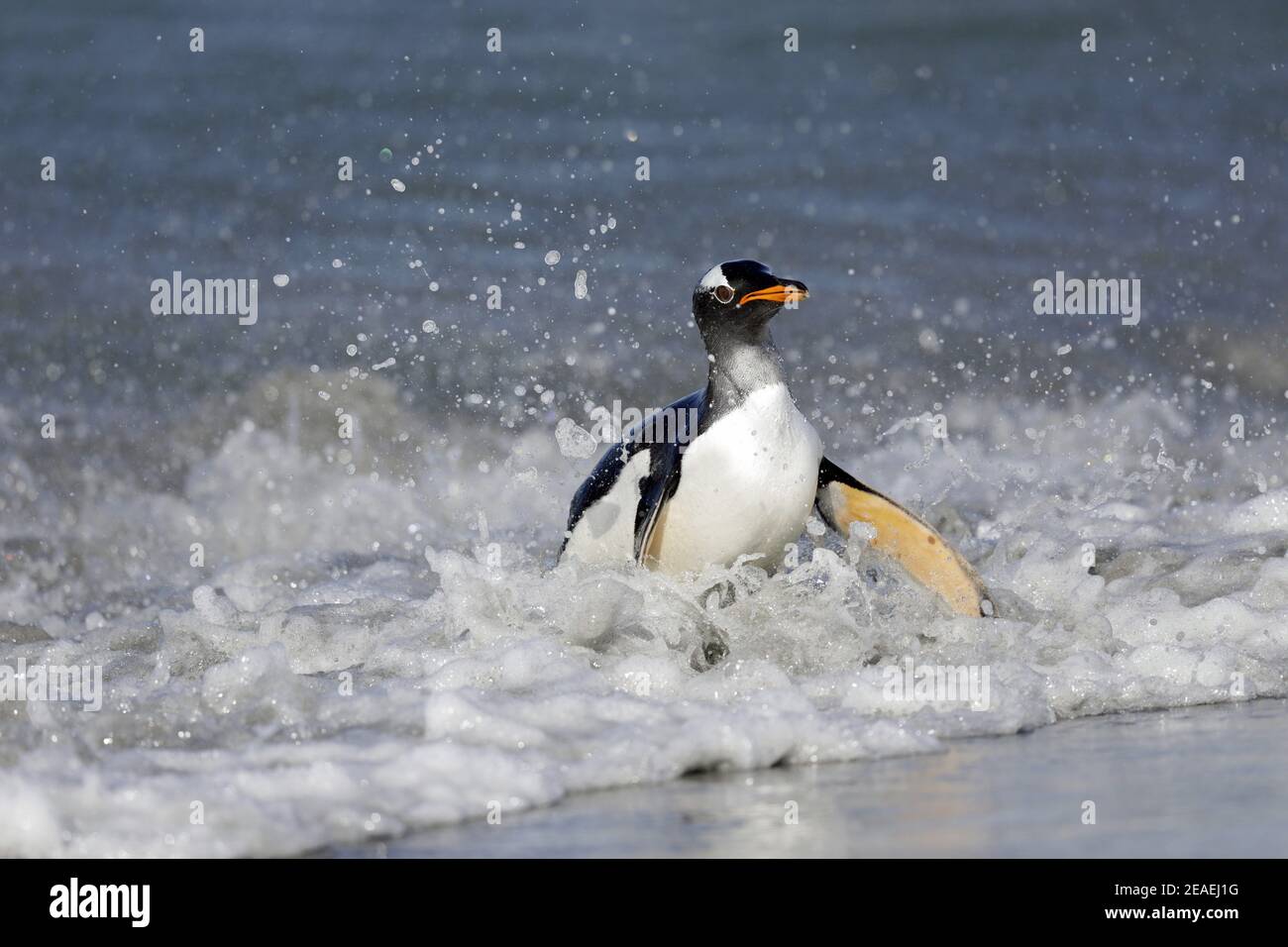 Gentoo Penguin Pygoscelis papua Foto Stock