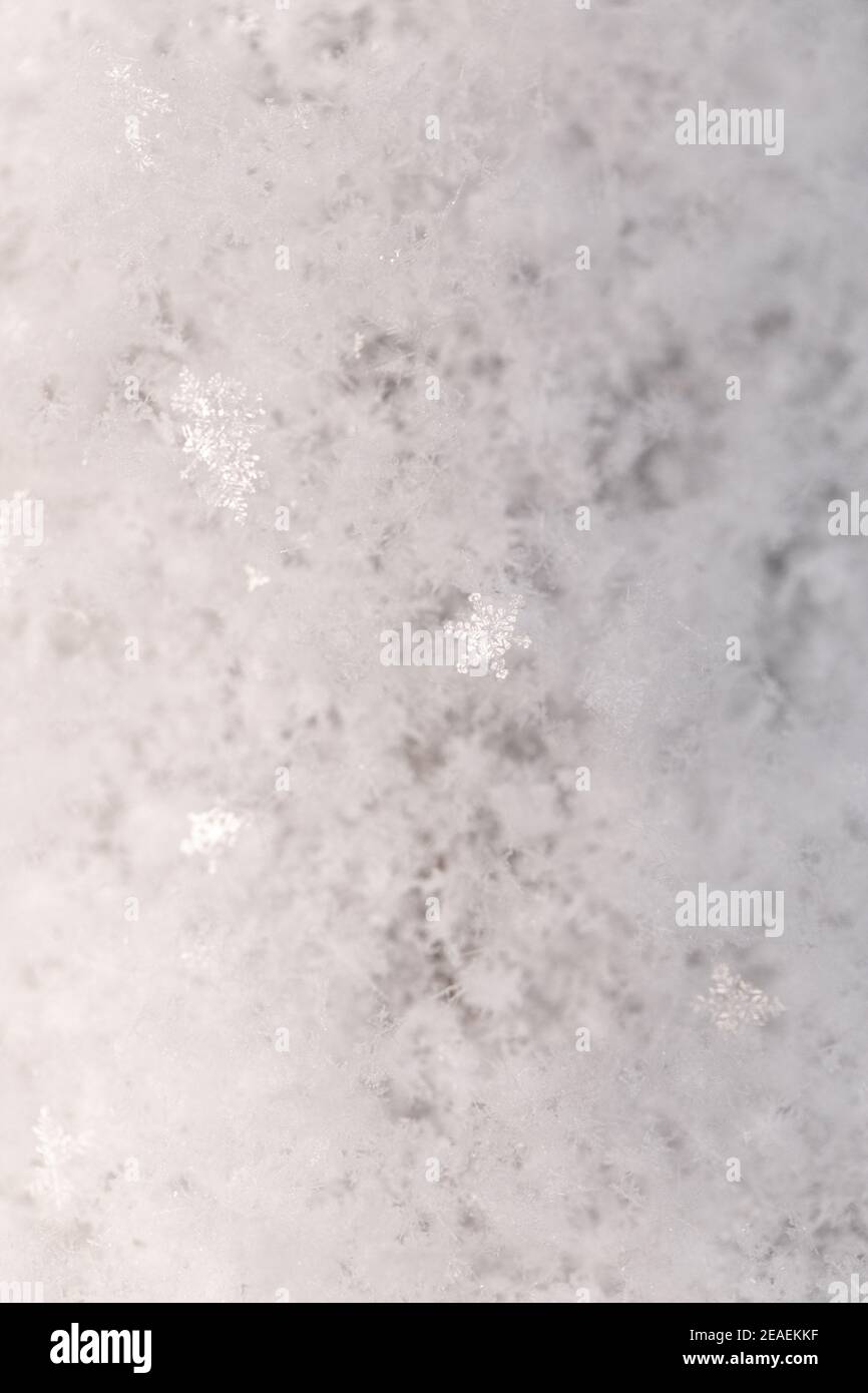 Fiocchi di neve freschi raffigurati in dettaglio macro ravvicinata con fiocchi individuali brillare nella luce Foto Stock