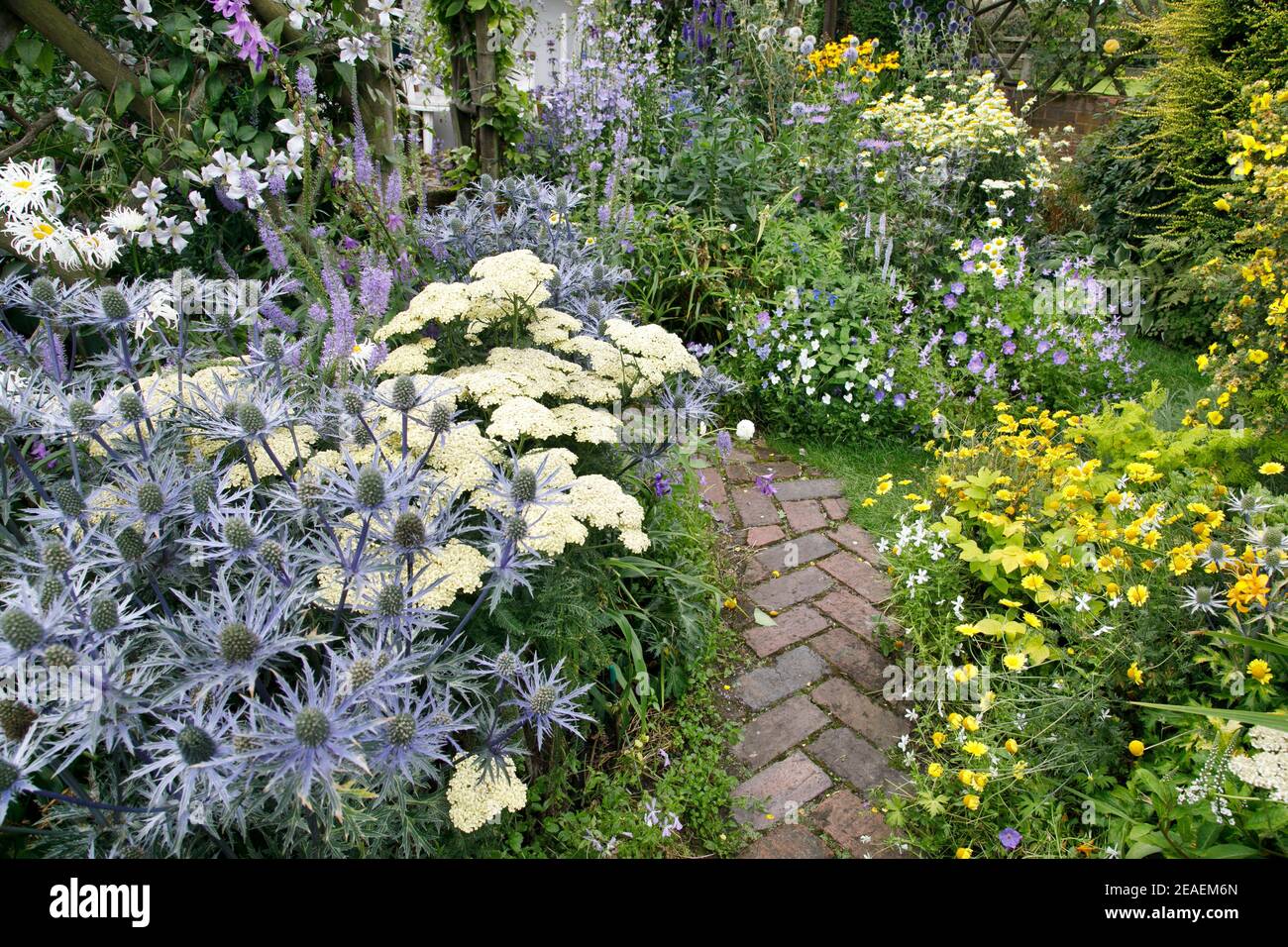 achillea e eryngium a Grafton Cottage, Barton-under-Needwood, Staffordshire, NGS, luglio Foto Stock