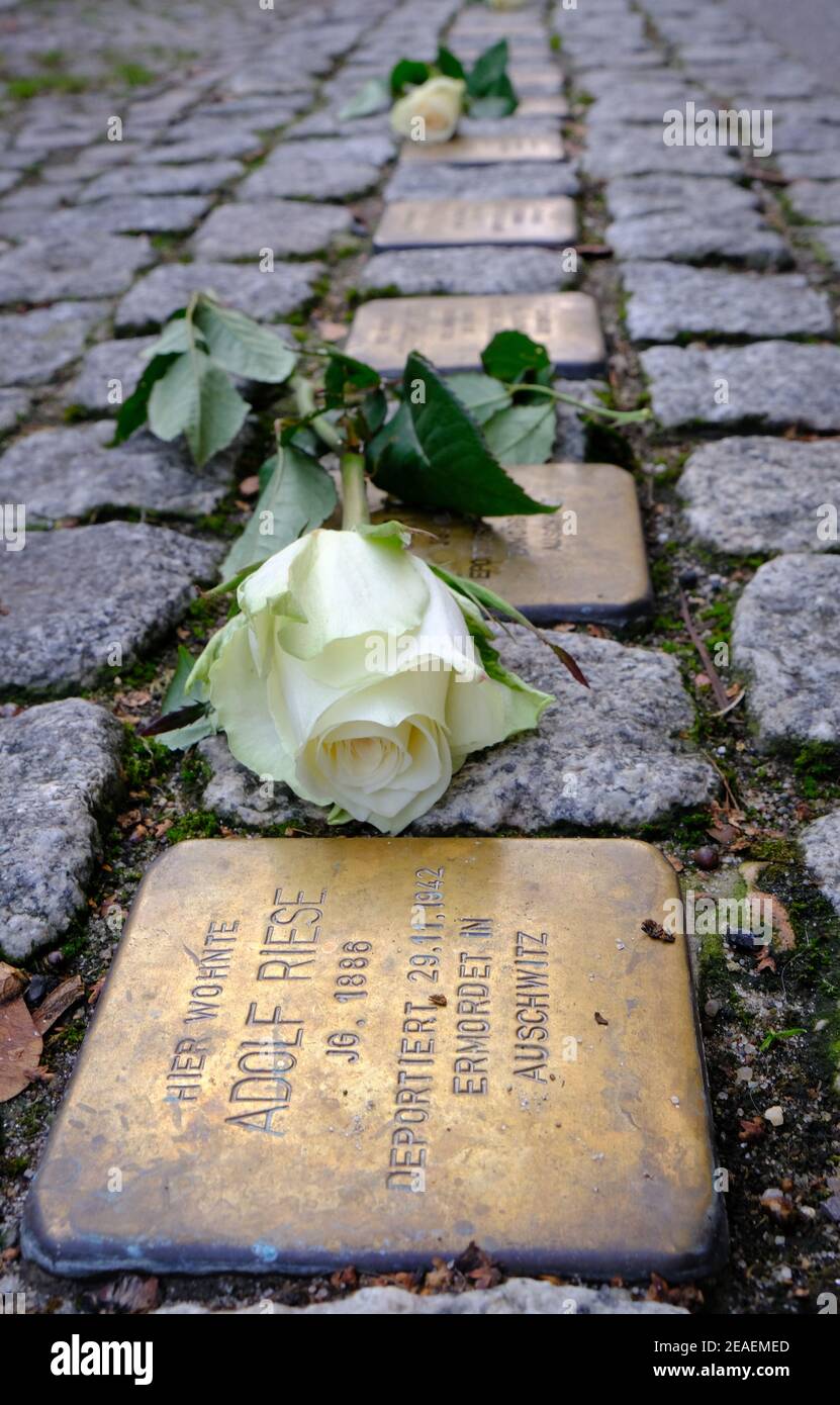 Roses ha deposto sui memoriali di Stolperstein alle vittime dell'Olocausto a Berlino Foto Stock