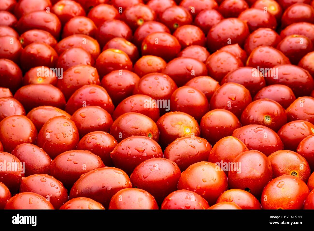 Pomodori, pomodori freschi succosi e rossi da cocktail lavati da vicino. Scorte Foto Stock