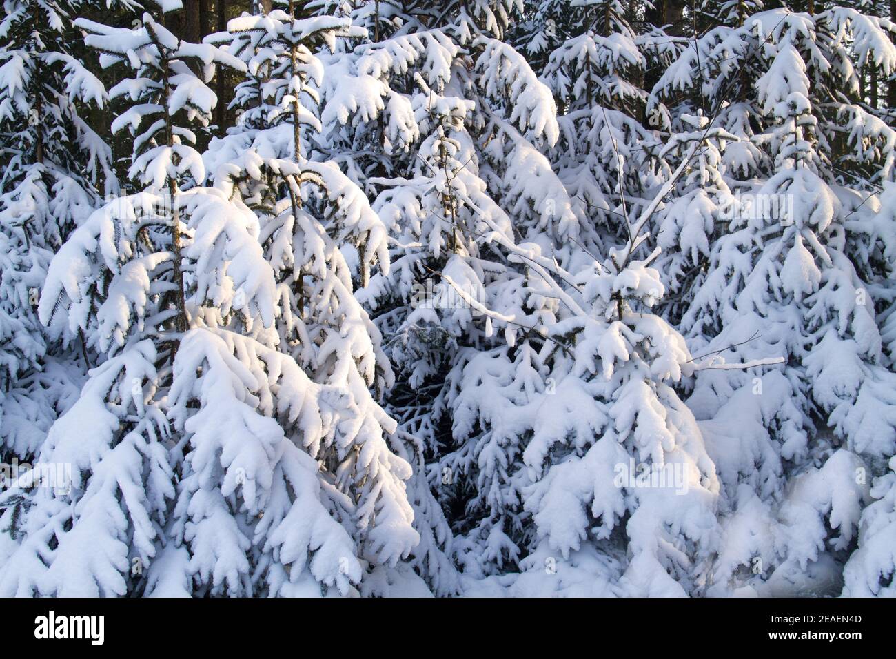 Pini giovani, i rami si piegano sotto il peso della neve, sfondo naturale Foto Stock