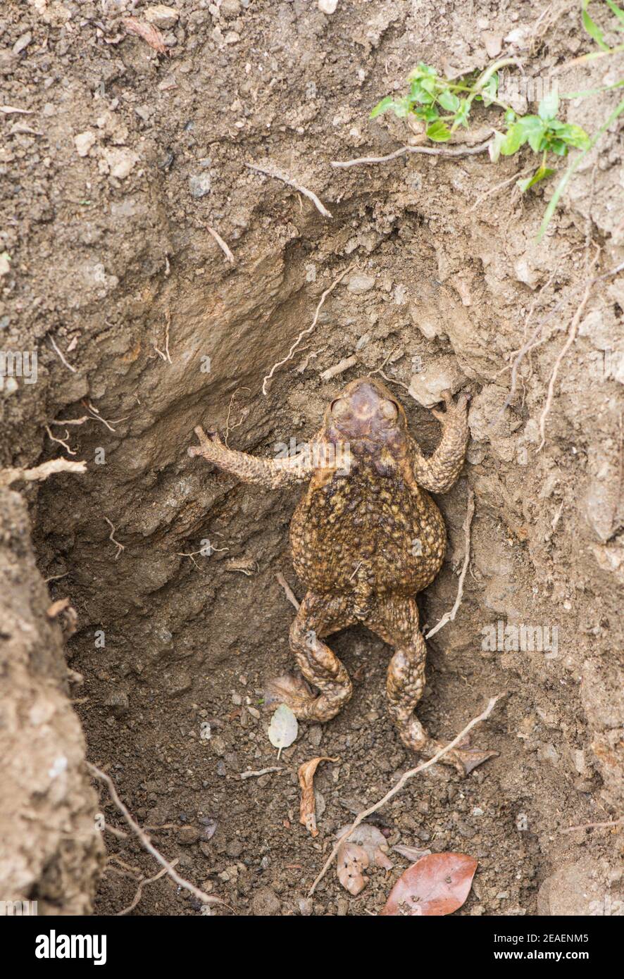 Rospo comune, (bufo spinosus), intrappolato, strisciando fuori del buco, Andalusia, Spagna. Foto Stock