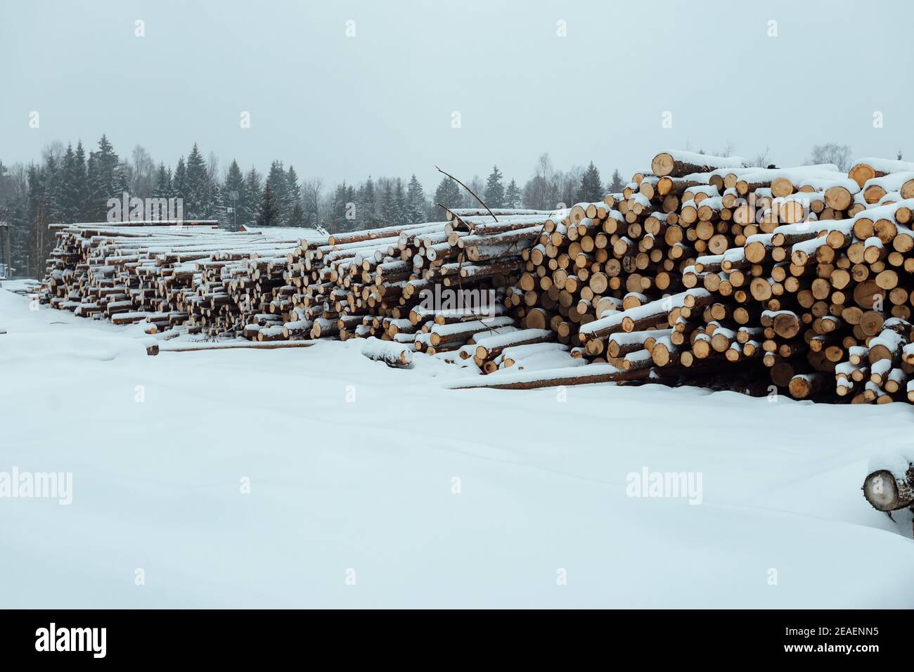 molti alberi segati si trovano sulla neve, la raccolta di legname industriale, l'uomo distrugge la foresta che danneggia l'ambiente, paesaggio industriale della segheria in Foto Stock