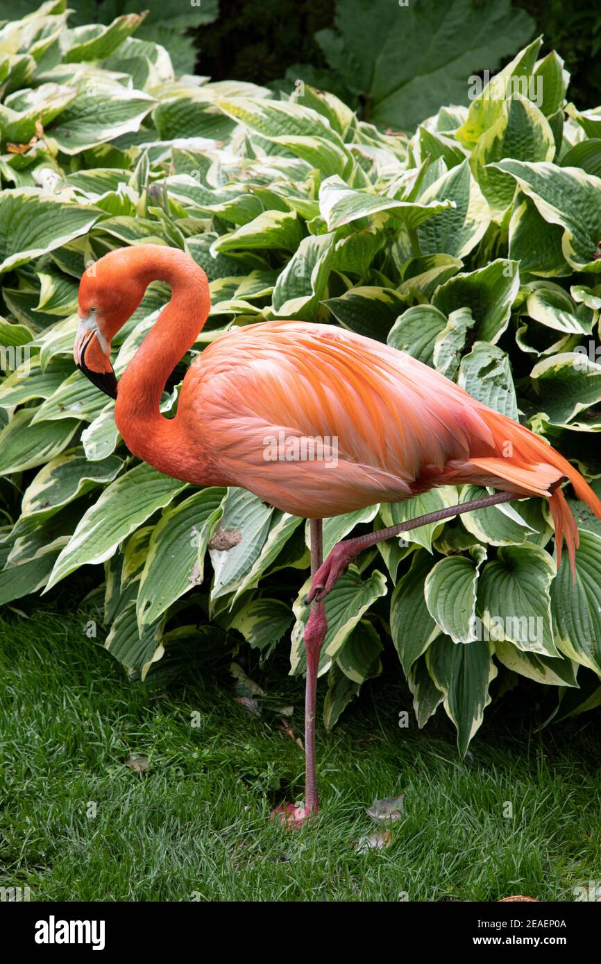 Flamingo a Coton Manor, giugno Foto Stock