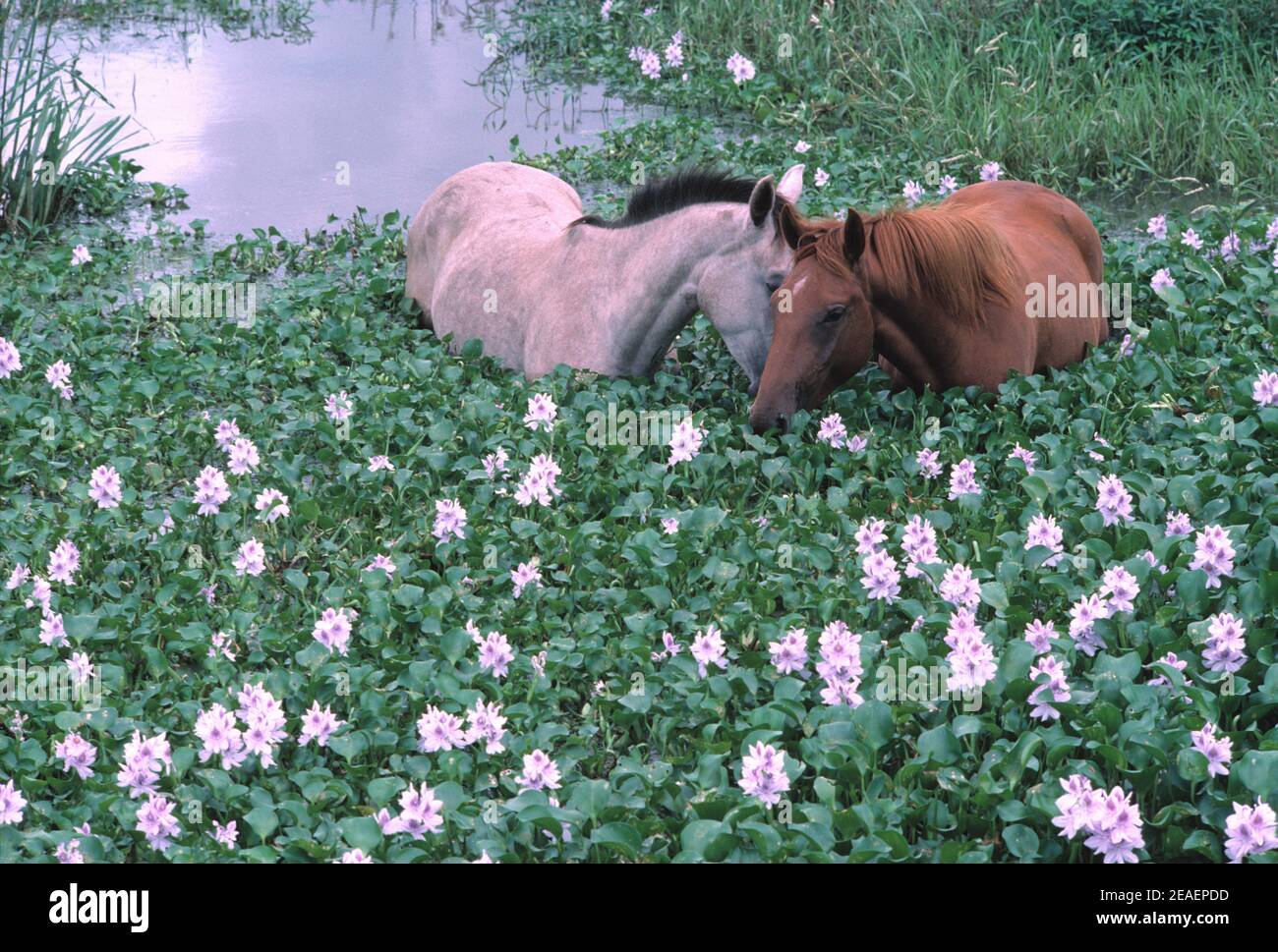 Australia. Queensland. Cavalli in laguna. Mangiare acqua Iachinti (crassipi Eichhornia). Foto Stock