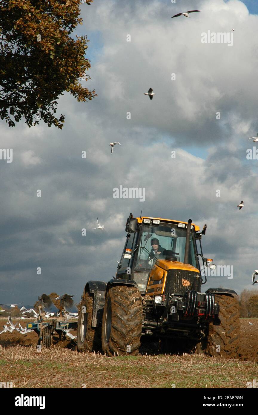 Aratura sulla pianura costiera del Sussex occidentale (Chichester). Novembre. (Versione modello) Foto Stock