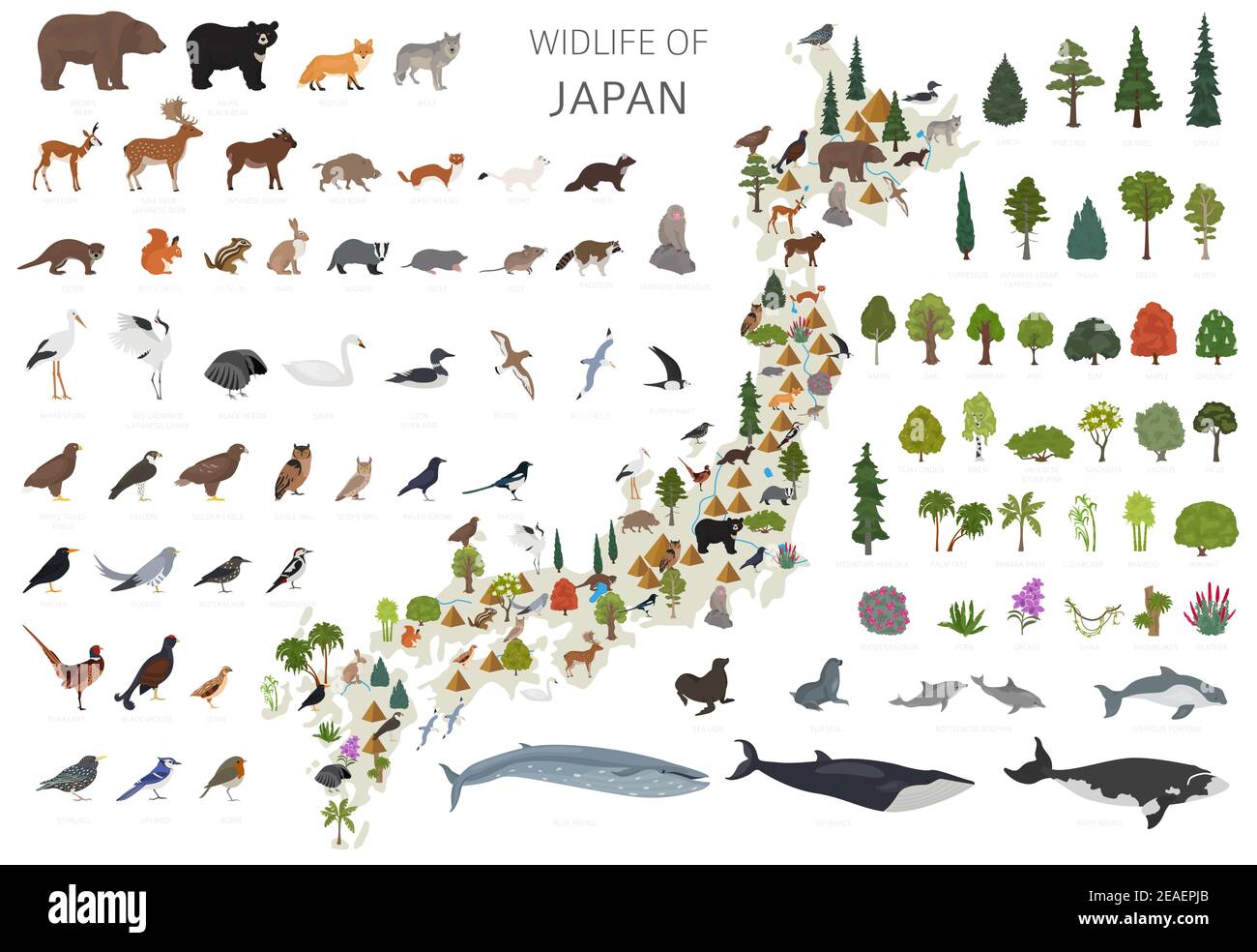 Design piatto della fauna selvatica del Giappone. Elementi costruttivi di animali, uccelli e piante isolati su set bianco. Crea la tua raccolta di infografiche geografiche. Illustrazione Vettoriale