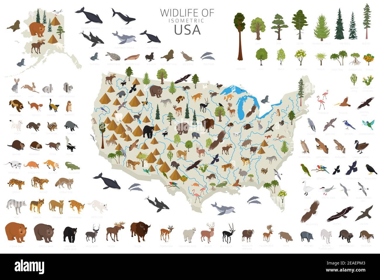 3d isometrico della fauna selvatica degli Stati Uniti. Elementi costruttivi di animali, uccelli e piante isolati su set bianco. Crea la tua raccolta di infografiche geografiche. Illustrazione Vettoriale