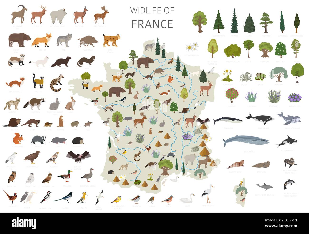 Design piatto della fauna selvatica della Francia. Elementi costruttivi di animali, uccelli e piante isolati su set bianco. Crea la tua raccolta di infografiche geografiche Illustrazione Vettoriale