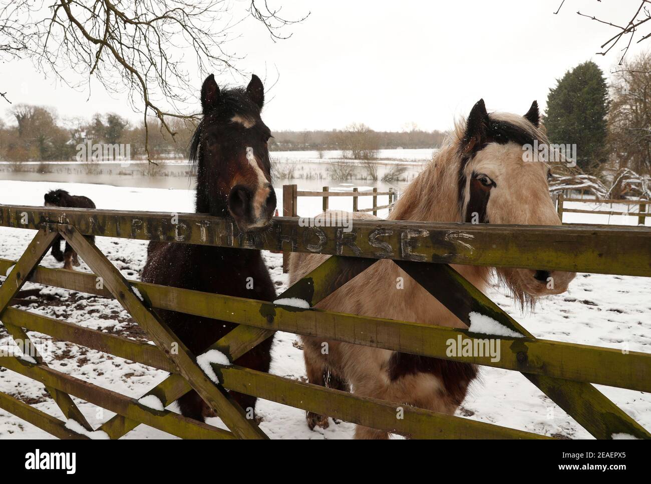 Syston, Leicestershire, Regno Unito. 9 febbraio 2021. Meteo nel Regno Unito. I cavalli si trovano in un paddock coperto di neve. Credit Darren Staples/Alamy Live News. Foto Stock