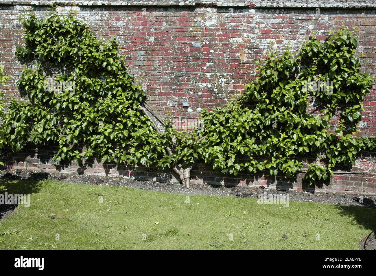 Plum (Prunus domestica) 'salvia trasparente', ventilatore addestrato contro una parete calda, 31 maggio 2005. Questo stile di formazione non funziona bene per le mele. IO Foto Stock