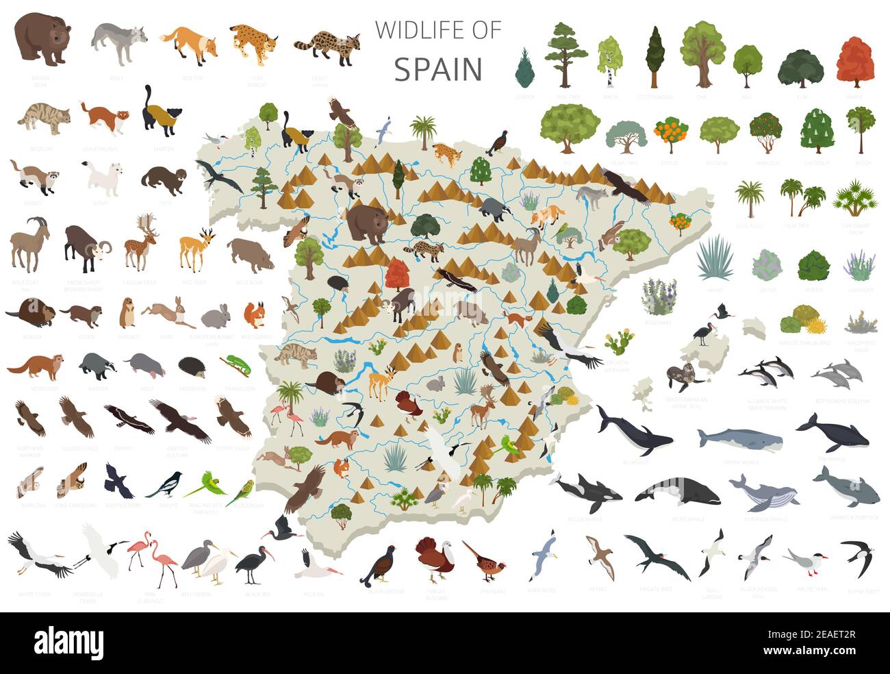 Progettazione 3D isometrica della fauna selvatica spagnola. Elementi costruttivi di animali, uccelli e piante isolati su set bianco. Costruisci il tuo sistema di infografiche geografiche Illustrazione Vettoriale
