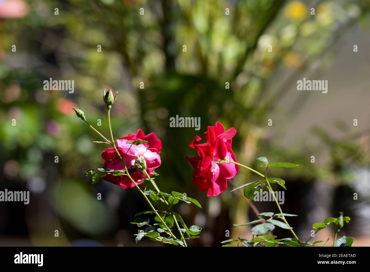 Kashmiri rosa Desi pianta con gambo di grappoli. Gemme e fiori grandi indiano pakistano rosa fiori posteriore vista laterale di rose flower.Selective fuoco Foto Stock