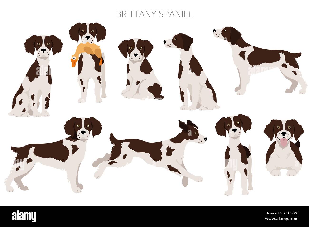 Bretagna spaneil clipart. Set di pose diverse. Infografica su cani adulti e cuccioli. Illustrazione vettoriale Illustrazione Vettoriale