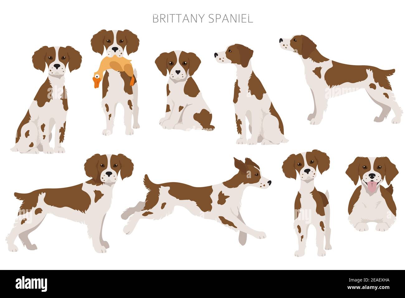 Bretagna spaneil clipart. Set di pose diverse. Infografica su cani adulti e cuccioli. Illustrazione vettoriale Illustrazione Vettoriale