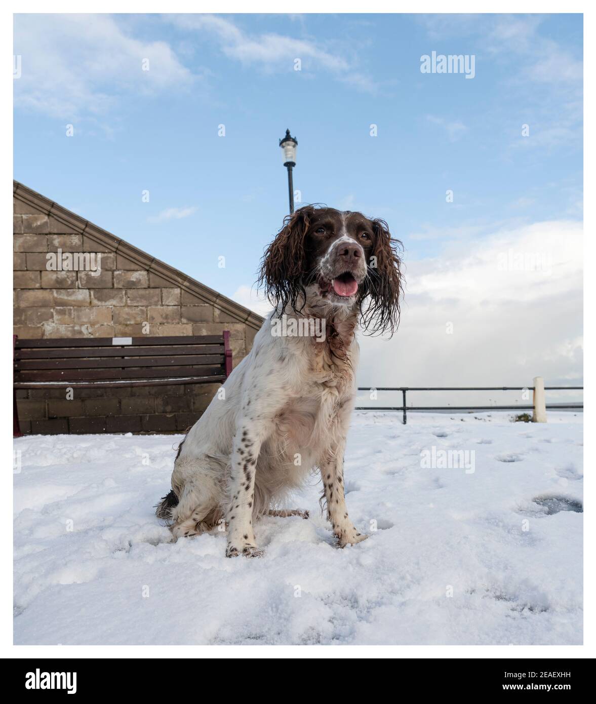 English Springer Spaniel seduta Foto Stock
