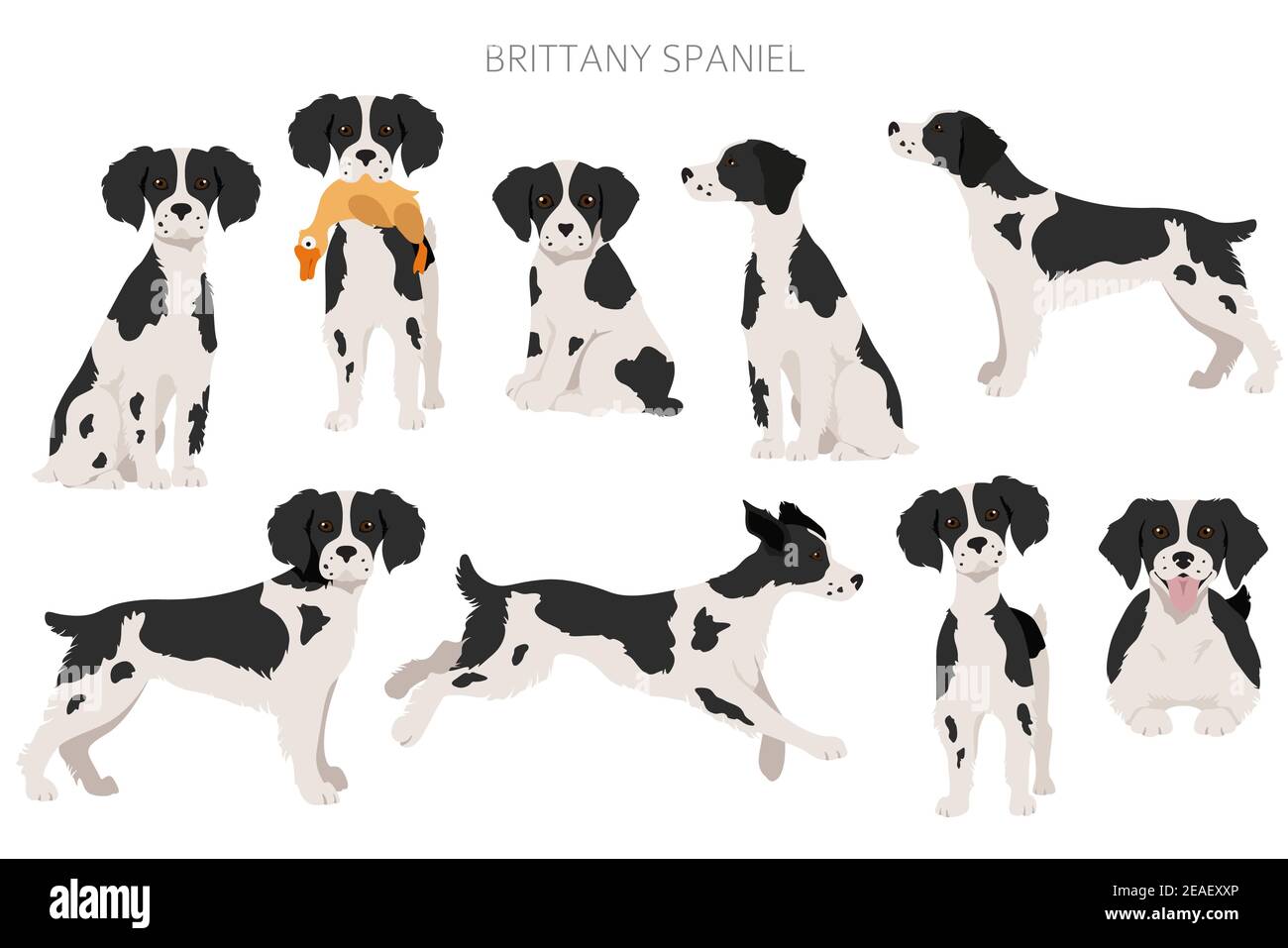 Bretagna spaneil clipart. Set di pose diverse. Infografica su cani adulti e cuccioli. Illustrazione vettoriale Illustrazione Vettoriale