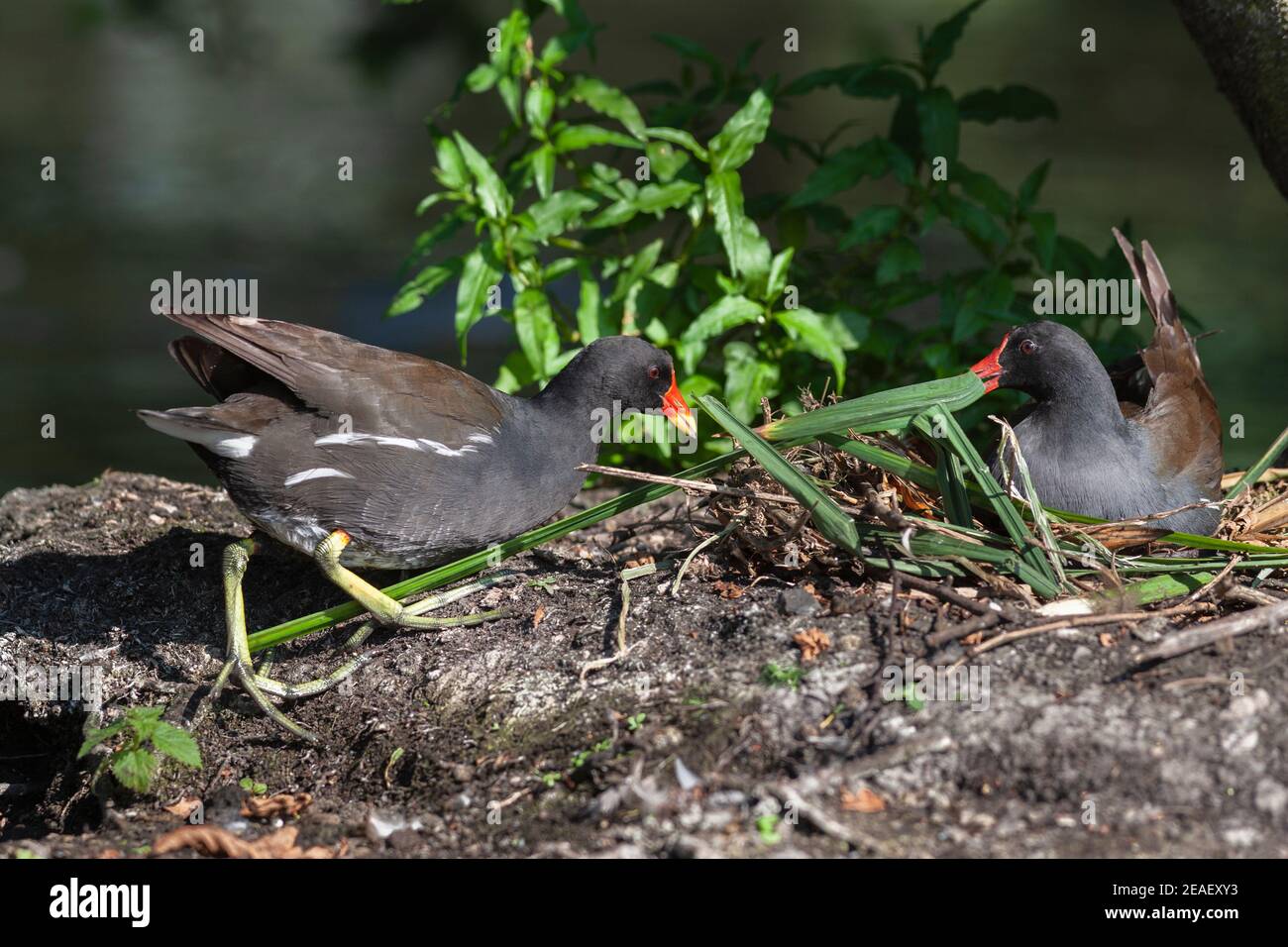 Moorhens (Gallinula chloropus) costruzione nido, Lancashire, Regno Unito Foto Stock