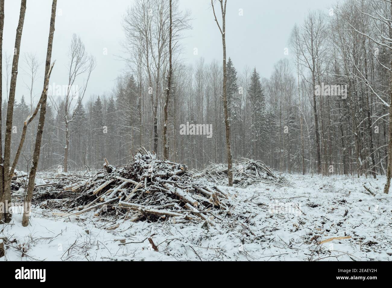 il taglio illegale, la benna dell'escavatore industriale afferra gli alberi caduti e libera la strada, raccogliendo le materie prime per l'industria della lavorazione del legno Foto Stock