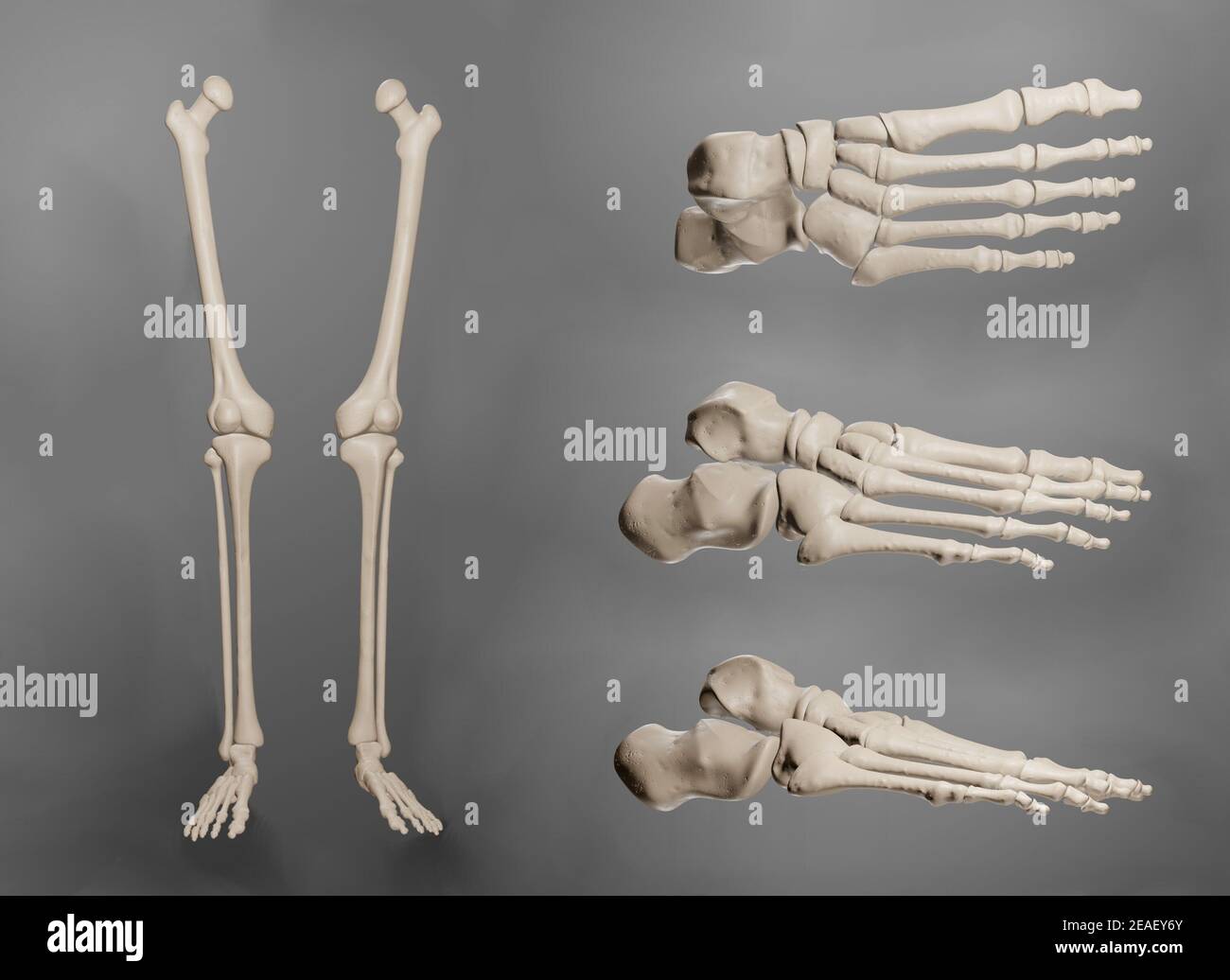 Rendering 3D delle ossa delle gambe e dei piedi umane da più angolazioni. Foto Stock