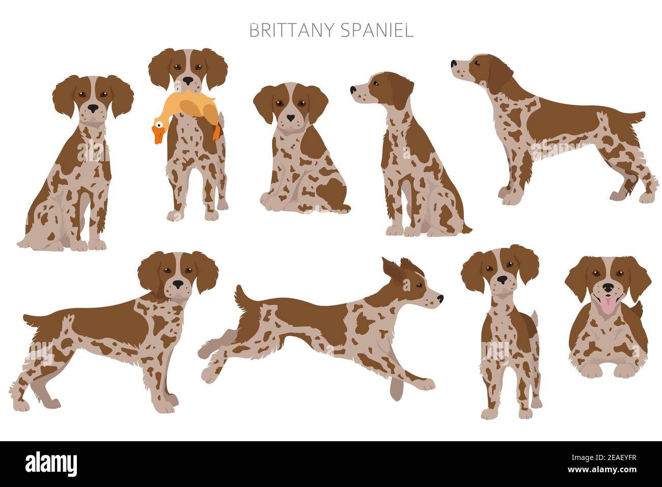 Bretagna spaneil clipart. Set di pose diverse. Infografica su cani adulti e cuccioli. Illustrazione vettoriale Illustrazione Vettoriale